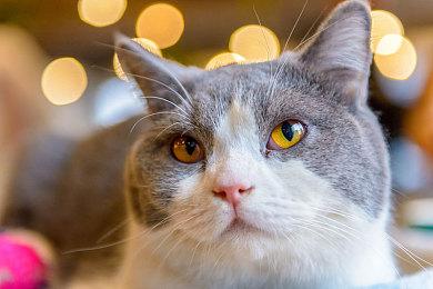 新一届《大乱斗》非官方大赛SWT停赛 总赏金达25万美元